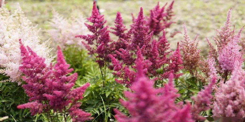 Astilbe