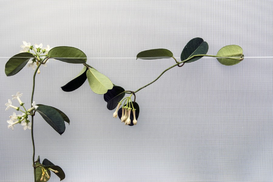 zejingarden.com_Unleash Natures Beauty: Best Climbing Plants for Trellises